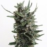 Семена марихуаны  Purple Kush regular Ganja Seeds