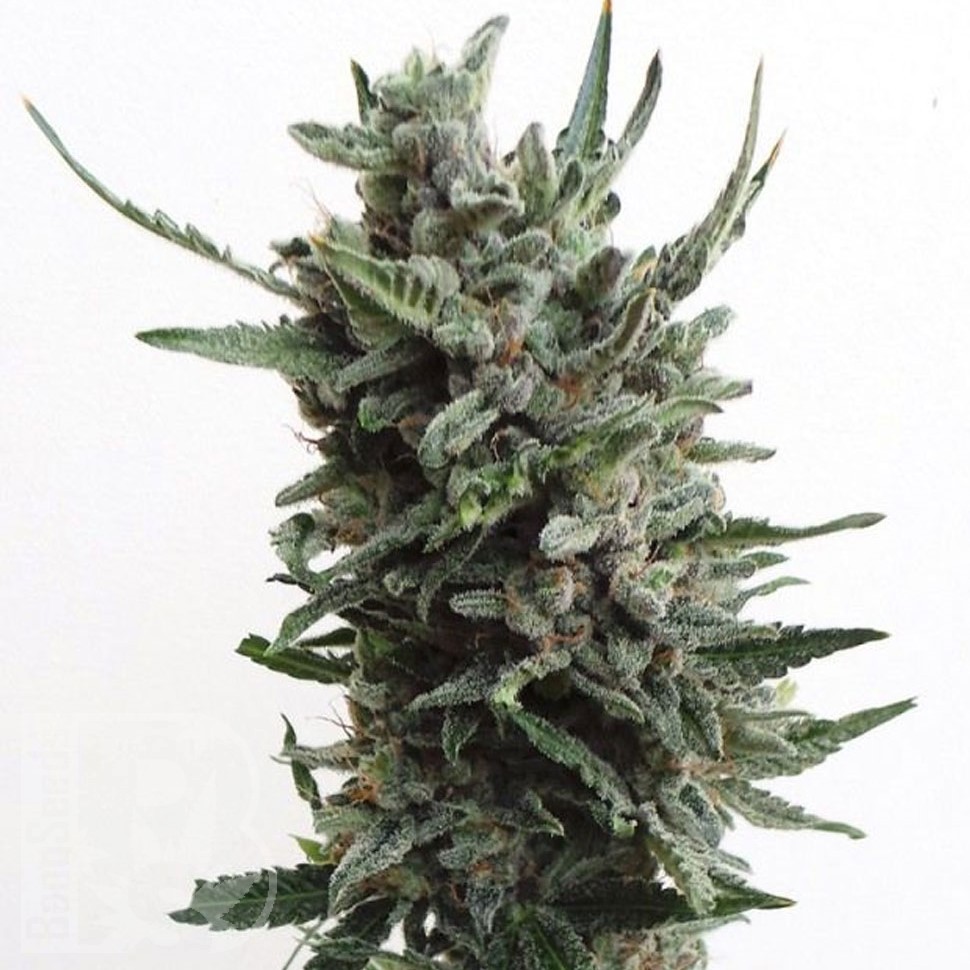 Семена марихуаны  Purple Kush regular Ganja Seeds