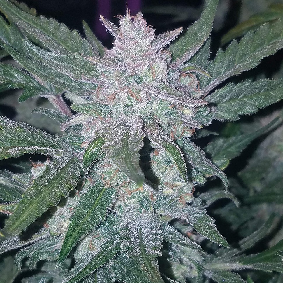 Семена конопли  Auto Mexican Airlines feminised Ganja Seeds