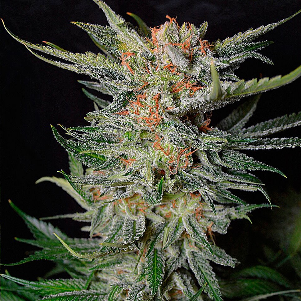 Семена  Daken feminised GanjaVIP Seeds