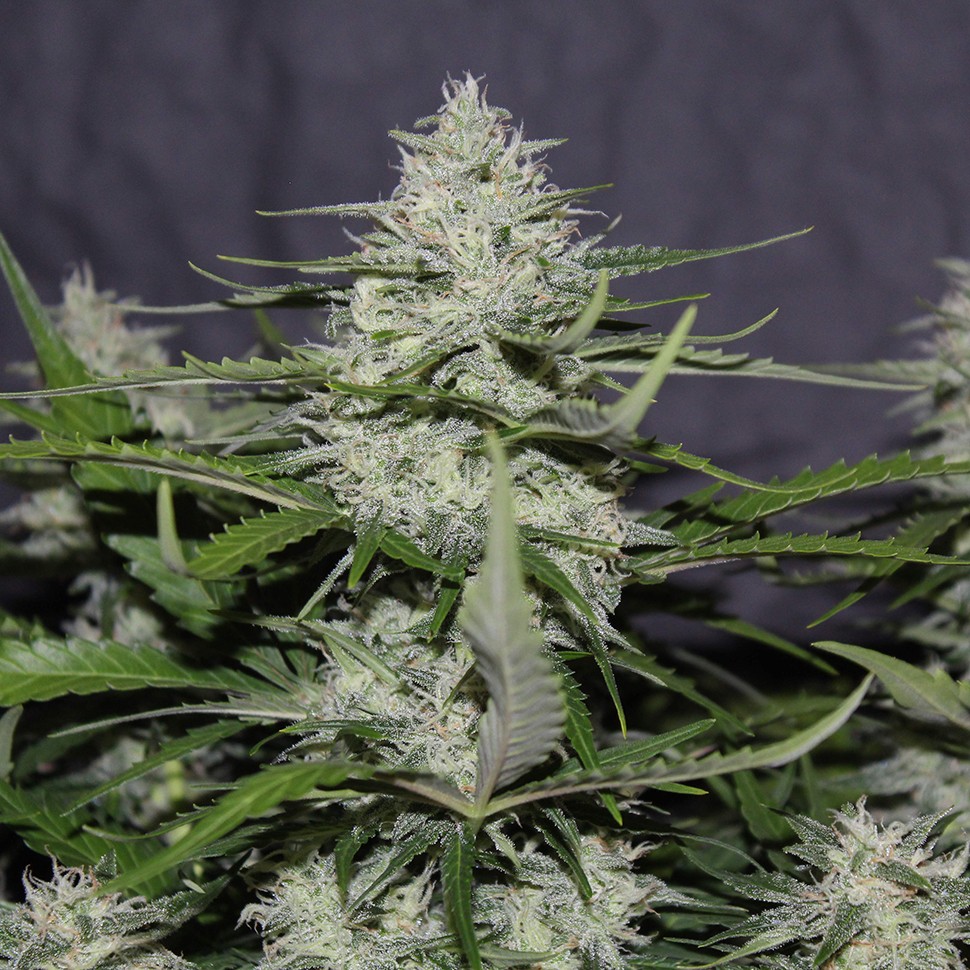 Семена ганжа  White Widow feminised Victory Seeds