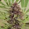 Семена каннабиса  Freddy's Best feminised Ganja Seeds