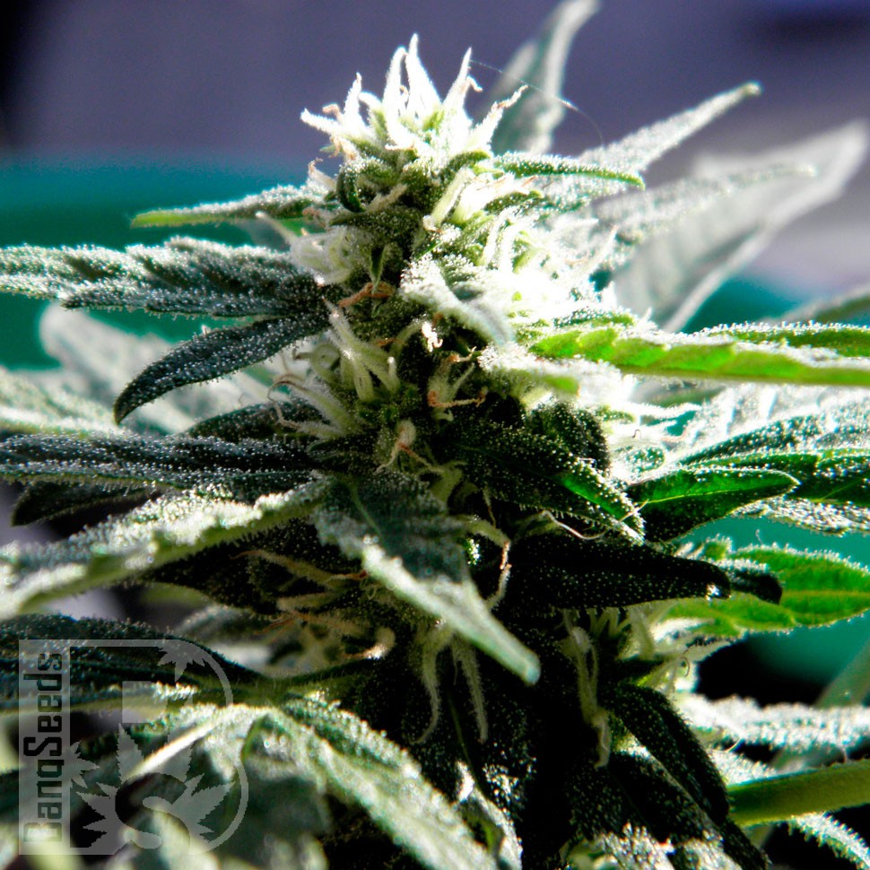 Critical feminised Ganja Seeds