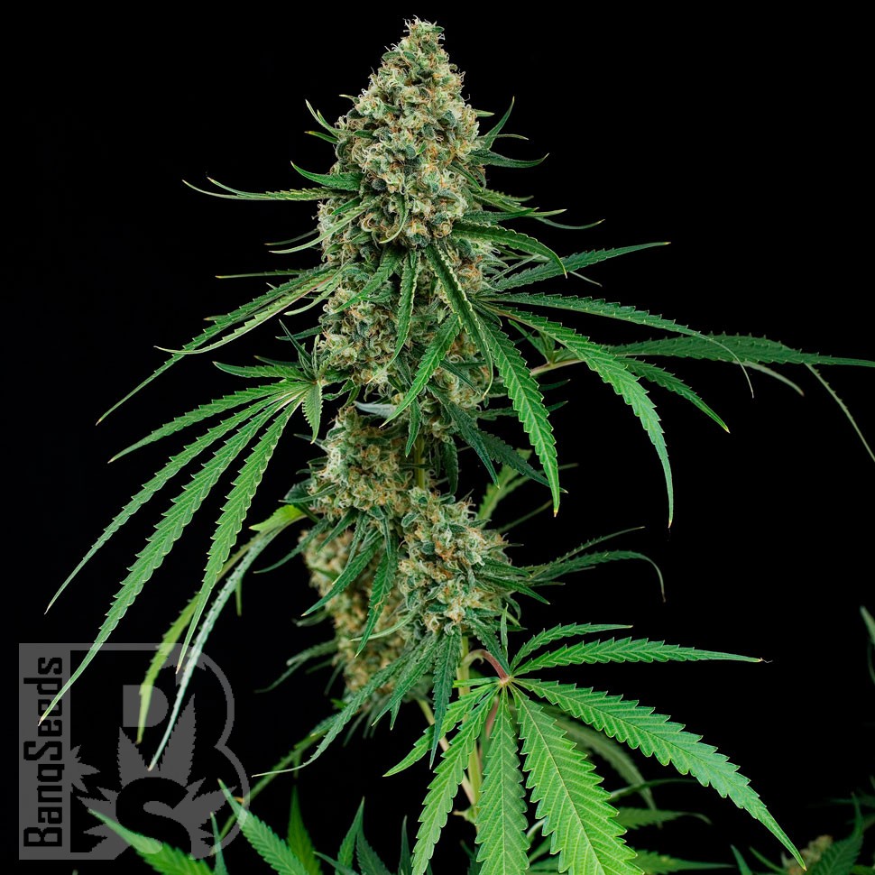 Critical feminised Ganja Seeds