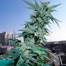 Critical feminised Ganja Seeds