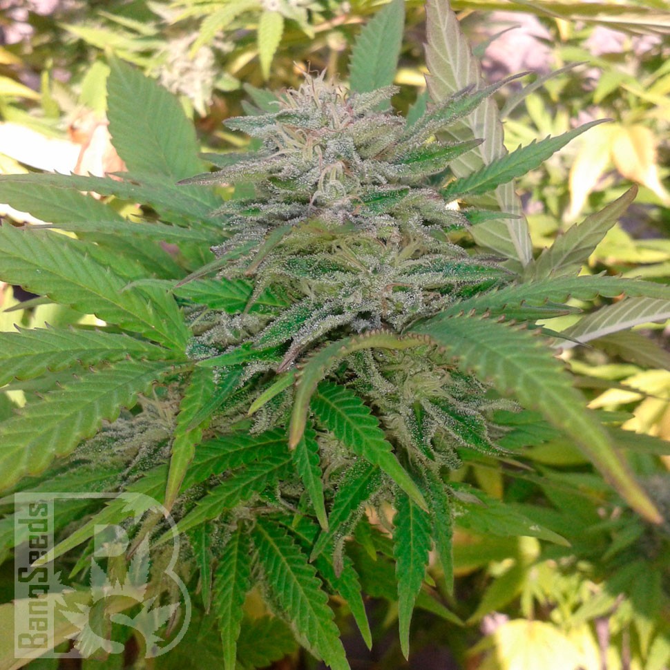Critical feminised Ganja Seeds