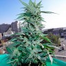 Critical feminised Ganja Seeds