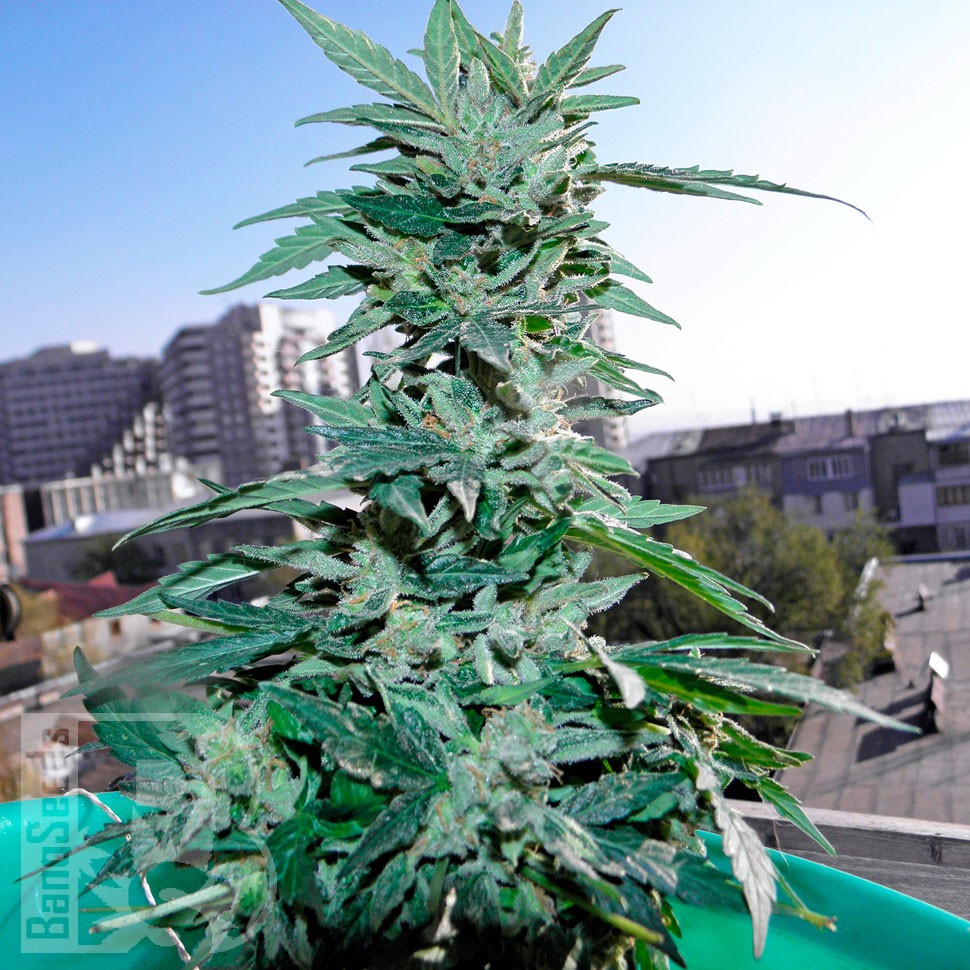 Critical feminised Ganja Seeds