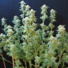 Семена каннабиса  White Gum feminised Ganja Seeds