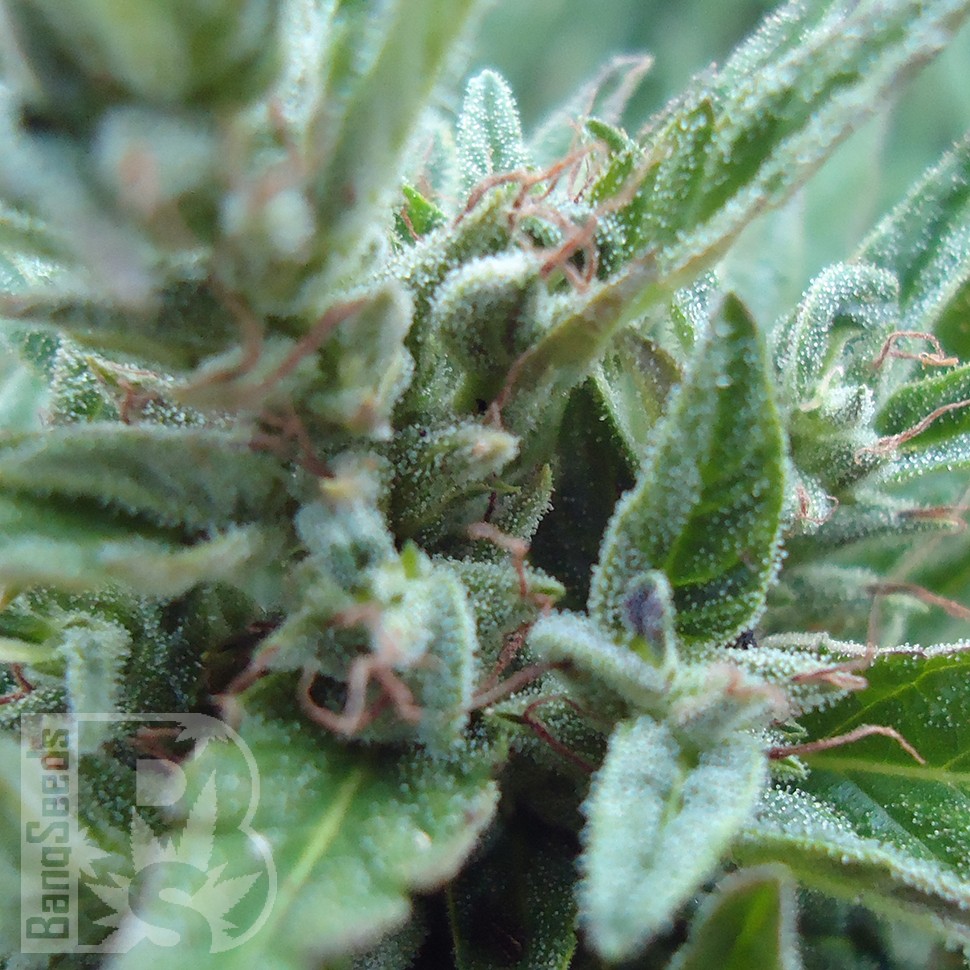 Семена каннабиса  White Gum feminised Ganja Seeds