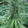 Семена каннабиса  White Gum feminised Ganja Seeds