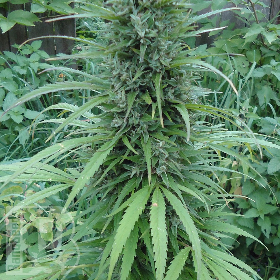 Семена каннабиса  White Gum feminised Ganja Seeds