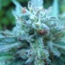 Семена каннабиса  White Gum feminised Ganja Seeds