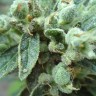 Семена каннабиса  White Gum feminised Ganja Seeds