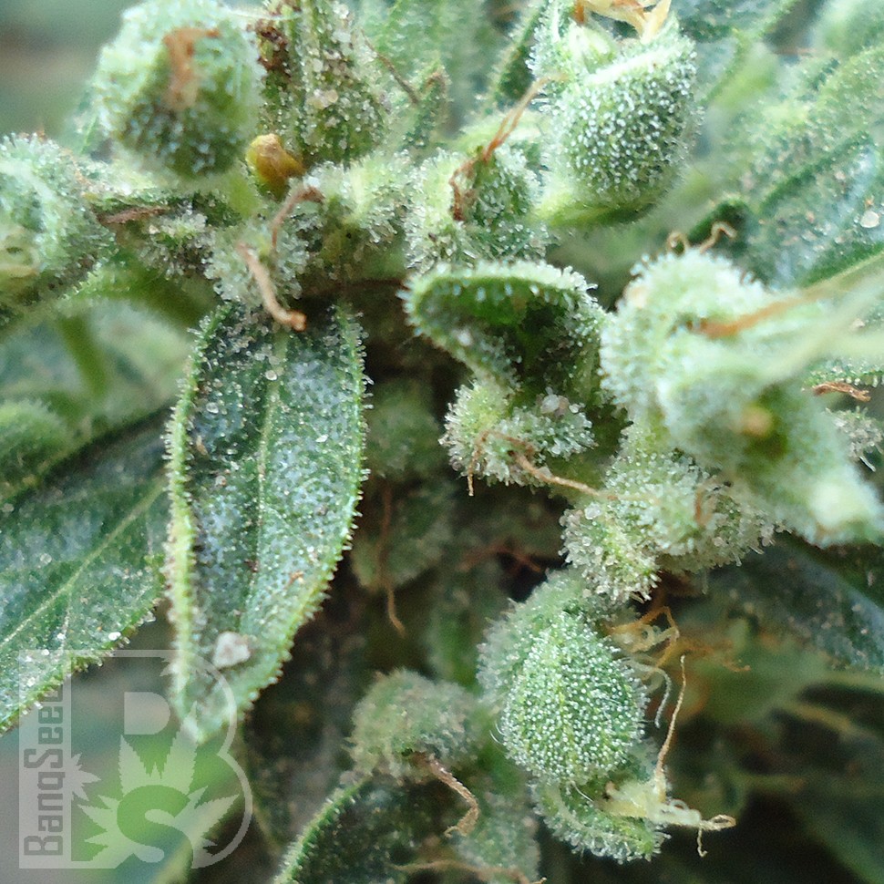 Семена каннабиса  White Gum feminised Ganja Seeds