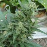 Семена каннабиса  White Gum feminised Ganja Seeds