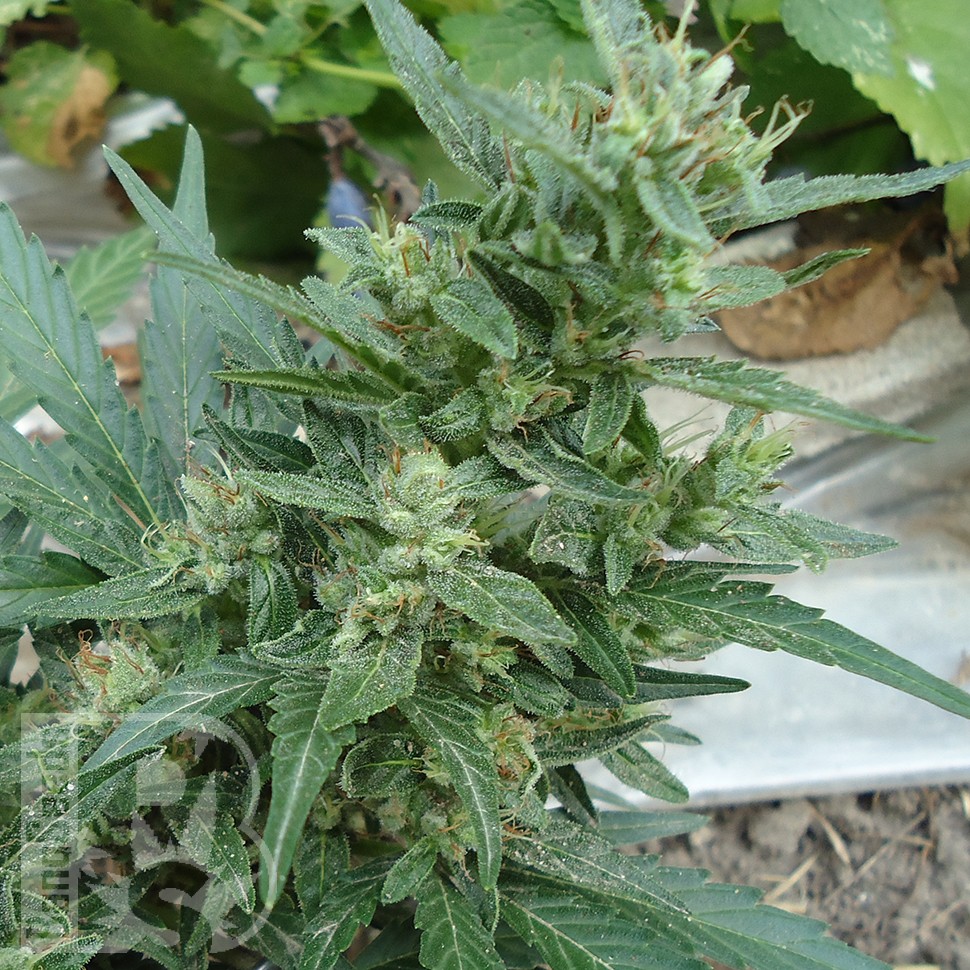 Семена каннабиса  White Gum feminised Ganja Seeds