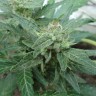 Семена каннабиса  White Gum feminised Ganja Seeds