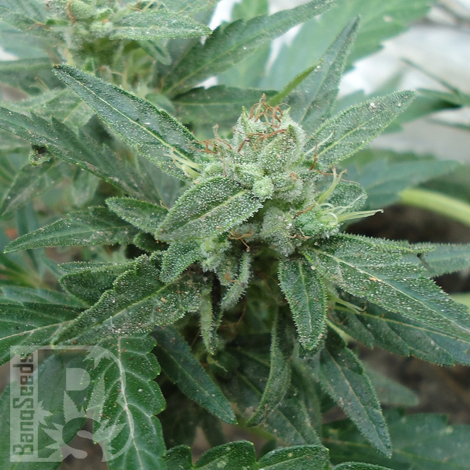 Семена каннабиса  White Gum feminised Ganja Seeds