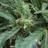 Семена каннабиса  White Gum feminised Ganja Seeds