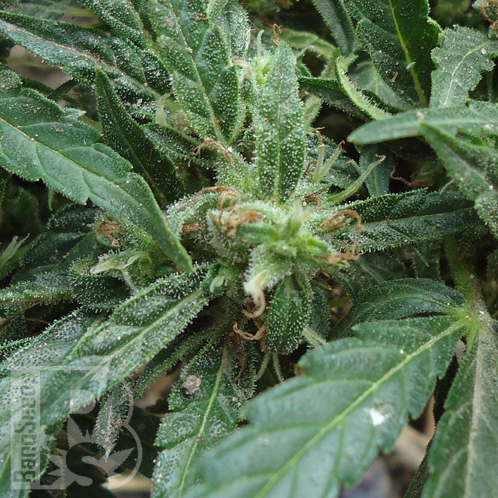 Семена каннабиса  White Gum feminised Ganja Seeds