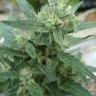 Семена каннабиса  White Gum feminised Ganja Seeds