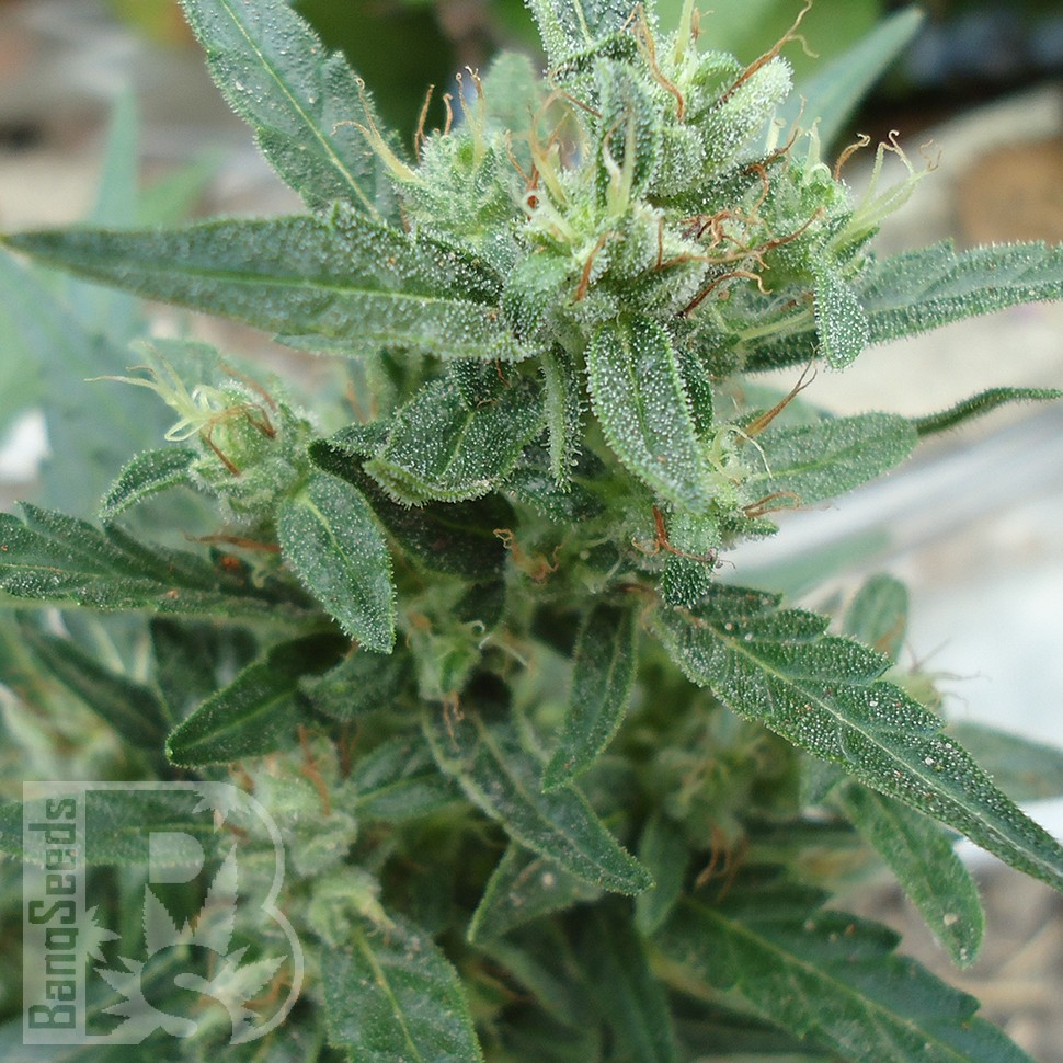 Семена каннабиса  White Gum feminised Ganja Seeds