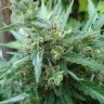 Семена каннабиса  White Gum feminised Ganja Seeds