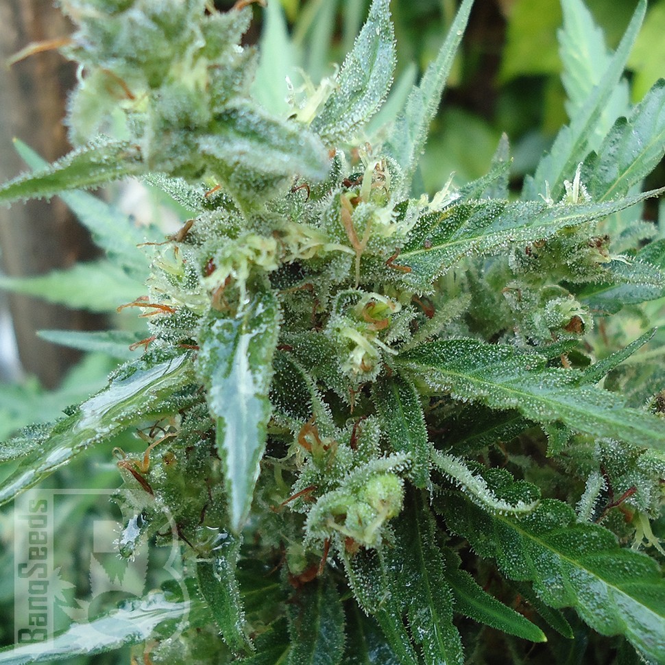 Семена каннабиса  White Gum feminised Ganja Seeds
