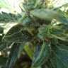 Семена каннабиса  White Gum feminised Ganja Seeds