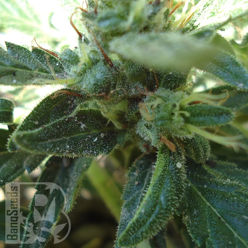 Семена каннабиса  White Gum feminised Ganja Seeds