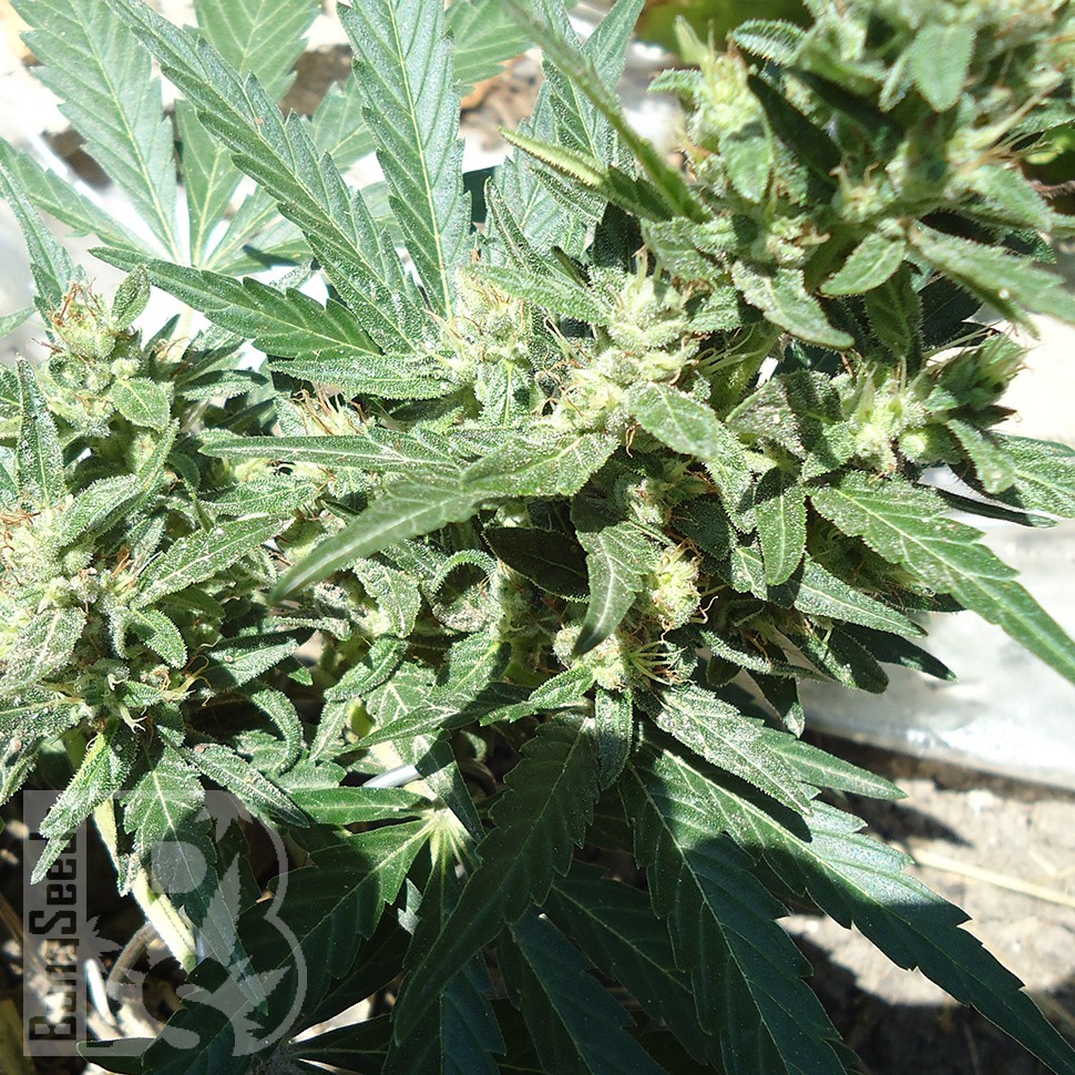 Семена каннабиса  White Gum feminised Ganja Seeds
