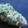 Семена каннабиса  White Gum feminised Ganja Seeds