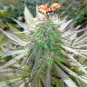 Семена каннабиса  White Gum feminised Ganja Seeds