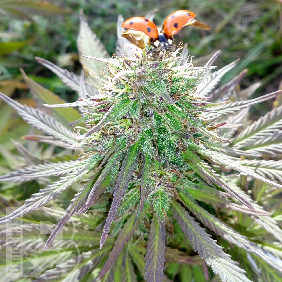 Семена каннабиса  White Gum feminised Ganja Seeds