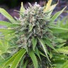 Семена каннабиса  White Gum feminised Ganja Seeds