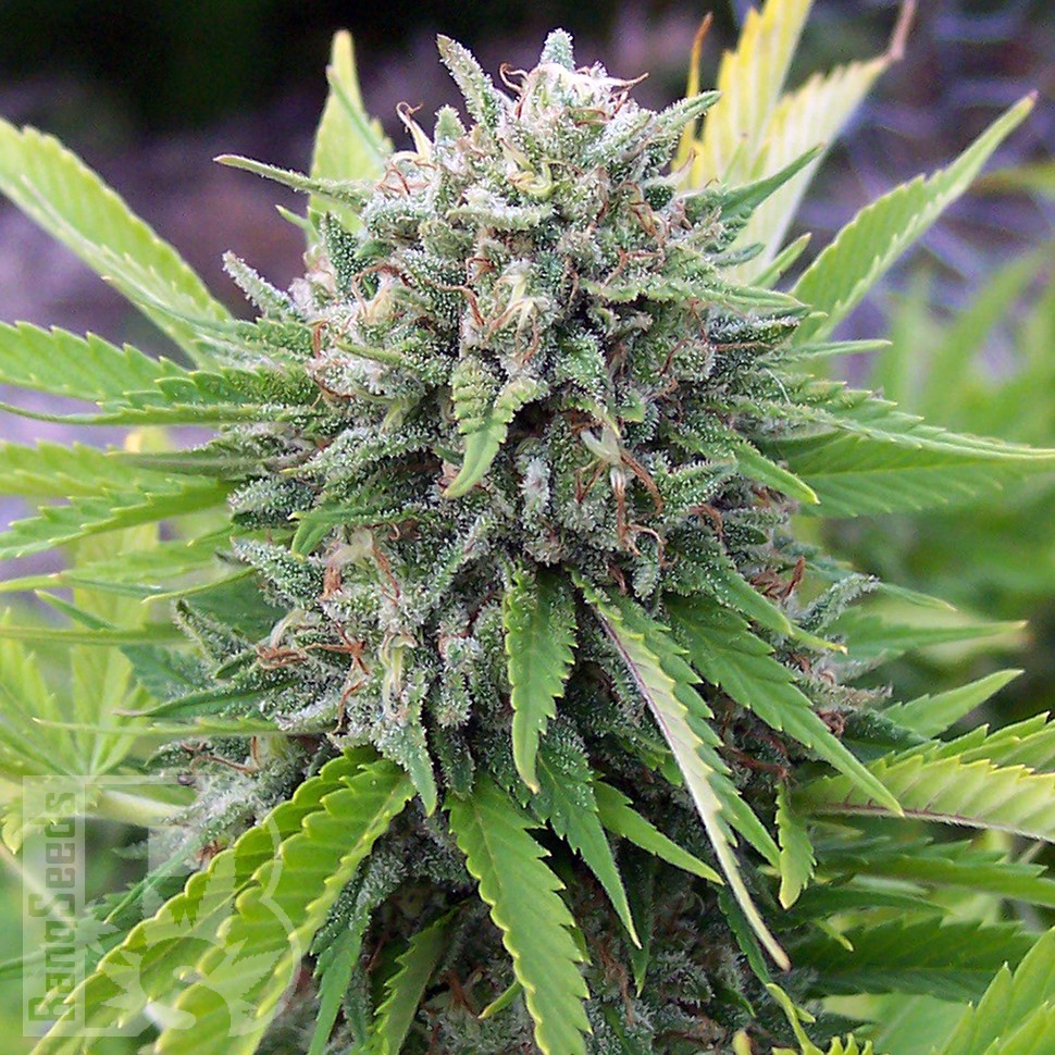 Семена каннабиса  White Gum feminised Ganja Seeds