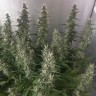 Семена каннабиса  White Gum feminised Ganja Seeds