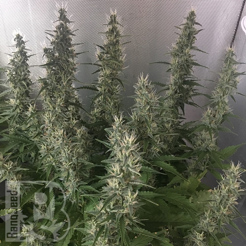 Семена каннабиса  White Gum feminised Ganja Seeds