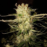 Auto OG Kush feminised Ganja Seeds