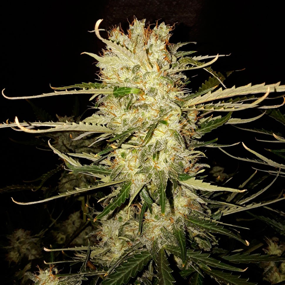 Семена каннабиса  Auto OG Kush feminised Ganja Seeds