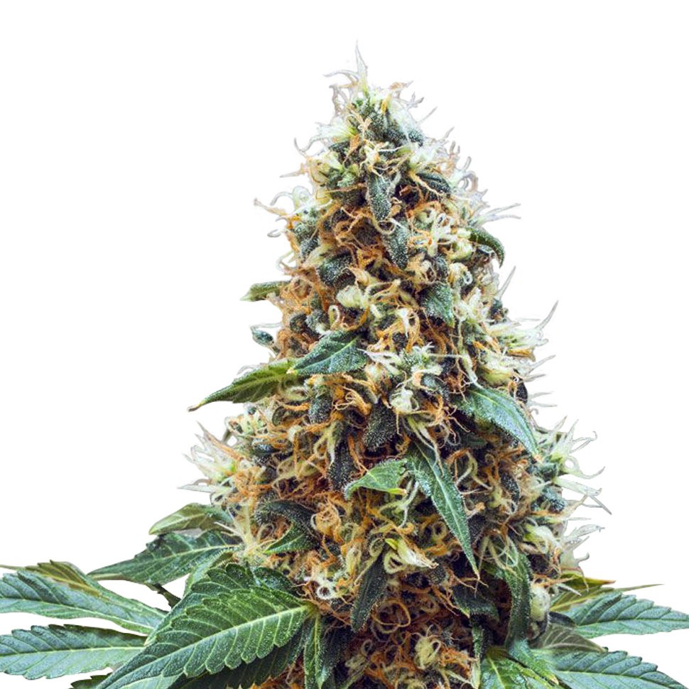 Семена марихуаны  Deathlok feminised GanjaVIP Seeds