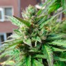 заказ семян конопли Deathlok feminised
