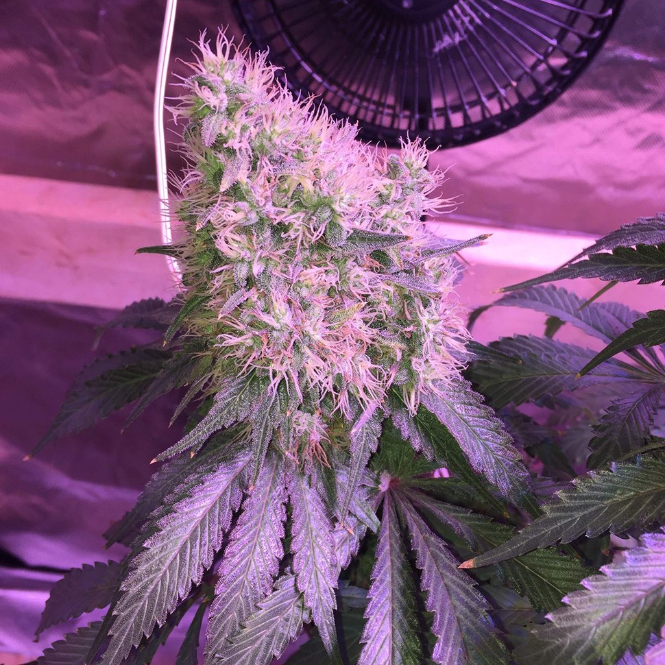 Семена  Auto Northern Lights feminised Victory Seeds