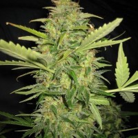 AK Skunk feminised Ganja Seeds