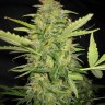 Семена  AK Skunk feminised Ganja Seeds
