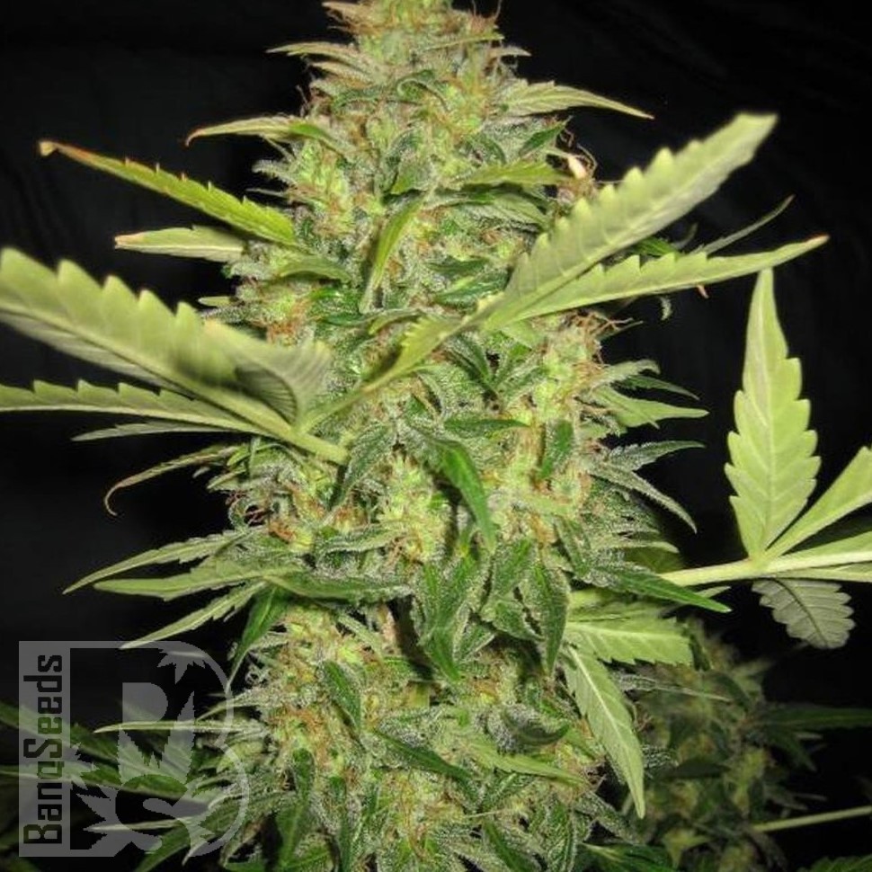 Семена  AK Skunk feminised Ganja Seeds