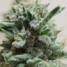 Семена  AK Skunk feminised Ganja Seeds