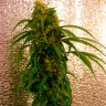 Critical Jack feminised Ganja Seeds