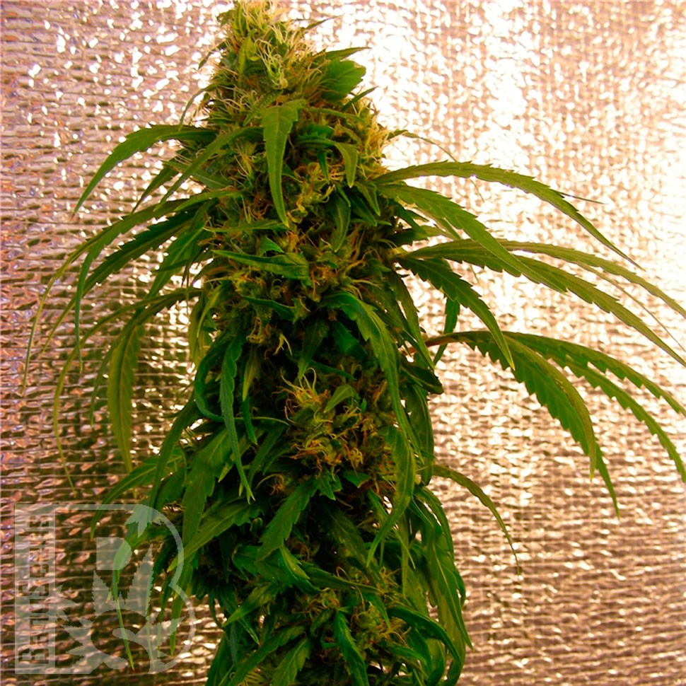 Critical Jack feminised Ganja Seeds